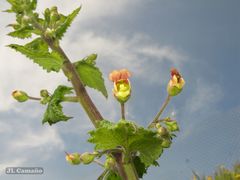 Scrophularia scorodonia