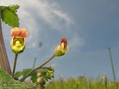 Scrophularia scorodonia