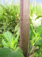 Scrophularia scorodonia