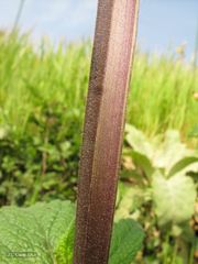 Scrophularia scorodonia