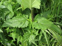 Scrophularia scorodonia