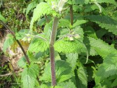 Scrophularia scorodonia