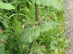 Scrophularia scorodonia