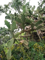 Opuntia jaliscana