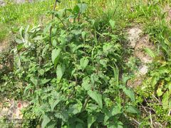 Scrophularia scorodonia