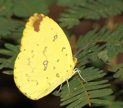 Eurema floricola