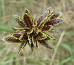 Cyperus marginatus