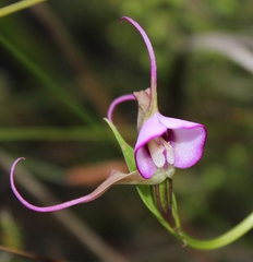 Disperis capensis capensis