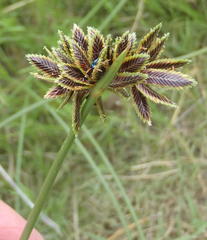 Cyperus marginatus