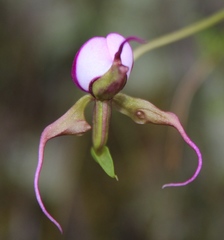 Disperis capensis capensis