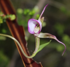 Disperis capensis capensis
