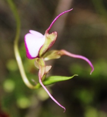 Disperis capensis capensis