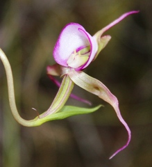 Disperis capensis capensis