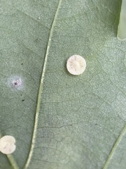 Neuroterus quercusbaccarum