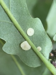 Neuroterus quercusbaccarum