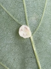 Neuroterus quercusbaccarum