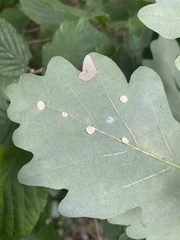 Neuroterus quercusbaccarum