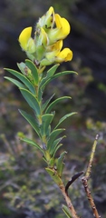 Liparia hirsuta