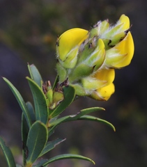 Liparia hirsuta