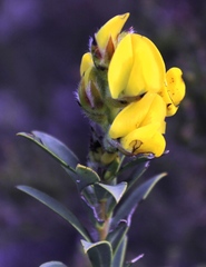 Liparia hirsuta