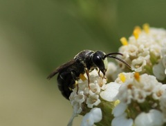 Hylaeus incongruus