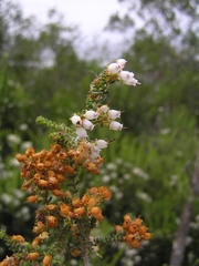Erica gibbosa