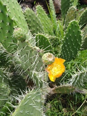 Opuntia jaliscana
