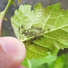 Callipterinella tuberculata