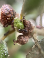 Callirhytis carmelensis