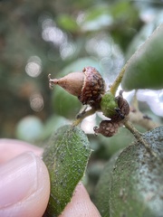 Callirhytis carmelensis