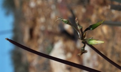 Oxalis pes-caprae pes-caprae