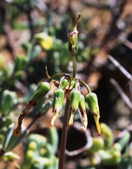 Oxalis pes-caprae pes-caprae