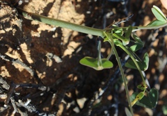 Oxalis pes-caprae pes-caprae