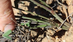 Oxalis pes-caprae pes-caprae