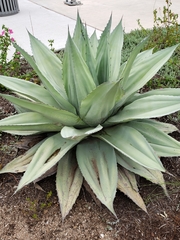 Agave ovatifolia
