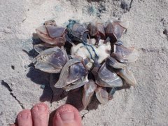 Dosima fascicularis
