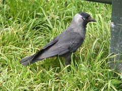 Corvus monedula