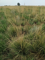 Psathyrostachys juncea