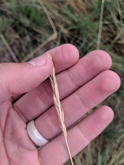 Psathyrostachys juncea