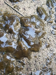 Nostoc commune commune