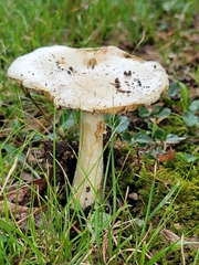 Amanita