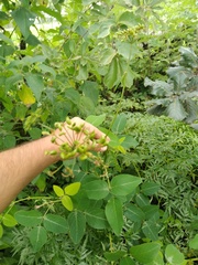 Prionosciadium diversifolium