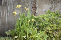 Canna flaccida