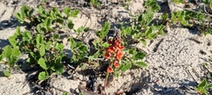 Indigofera procumbens