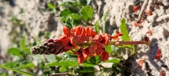 Indigofera procumbens
