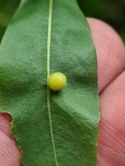 Euura pedunculi