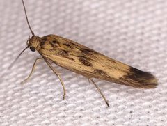 Scythris limbella