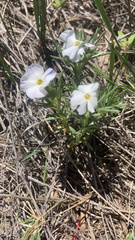 Phlox andicola