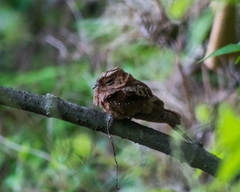 Nyctiphrynus mcleodii