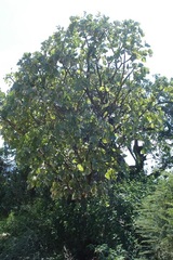 Erythrina latissima